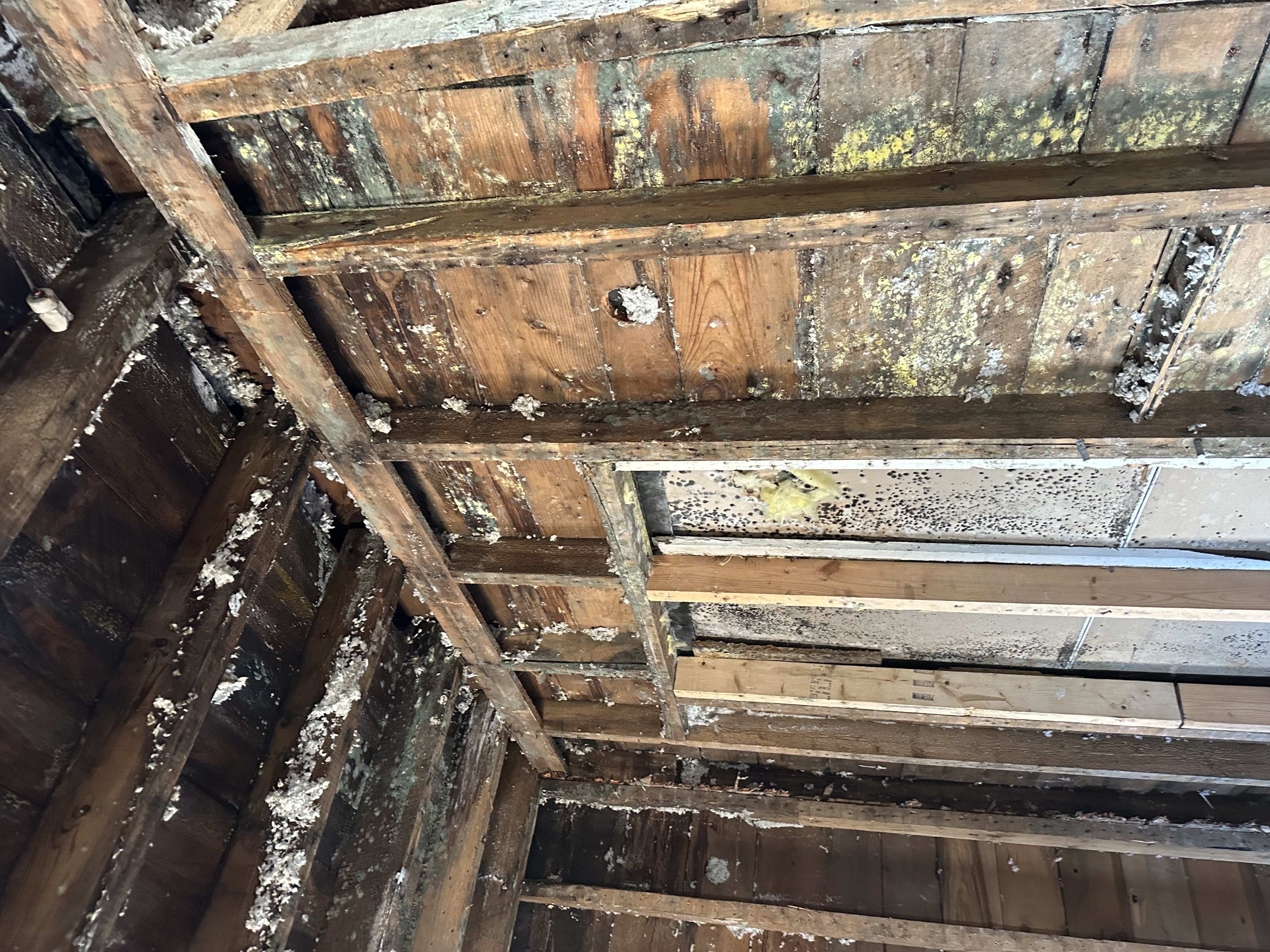 Mold damage on wooden studs and ceiling in Albany